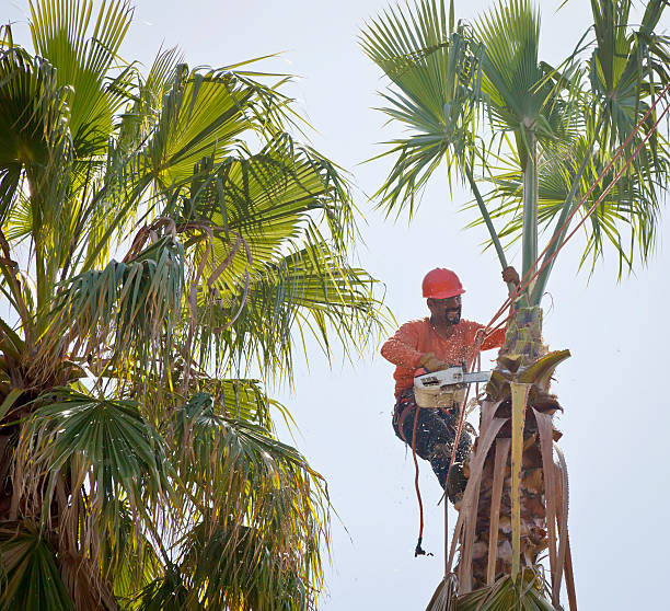 Best Emergency Storm Tree Removal  in USA